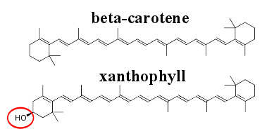 1816404823219228672-TheTwoMainTypesofCarotenoids.jpg