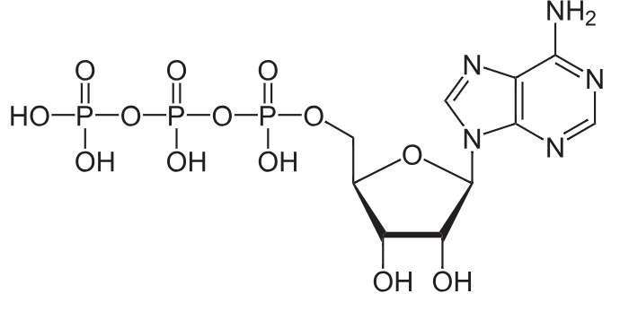 1816672780193222656-TheStructureofAdenosineTriphosphate.png