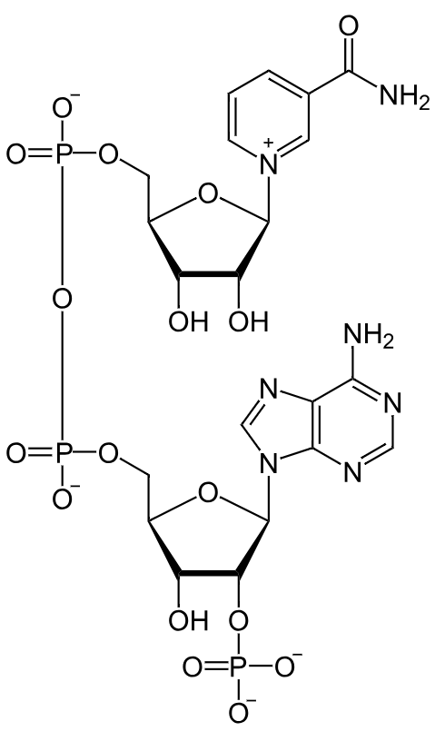 1816681533705670656-TheStructureofNicotinamideAdenineDinucleotidePhosphate.png