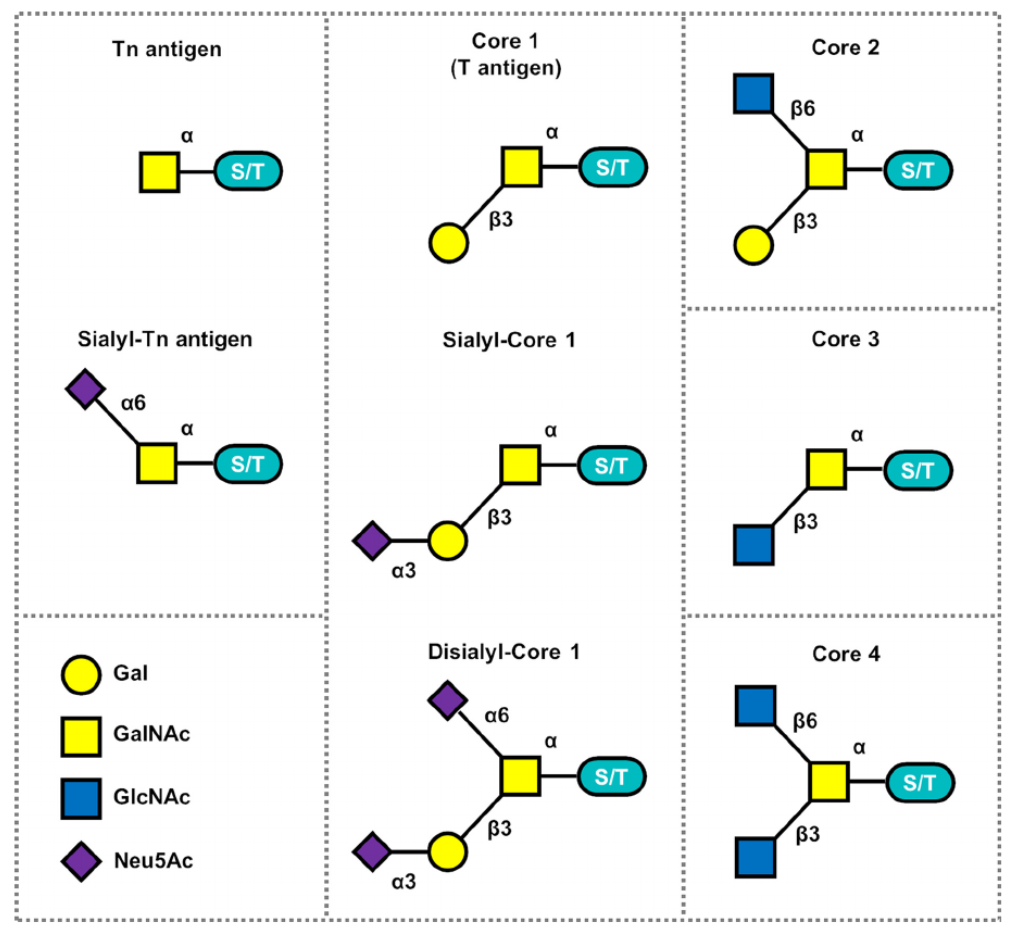 1816774747439616000-MucinTypeofO-glycanCoreStructuresAndKeySialoglycoforms.png