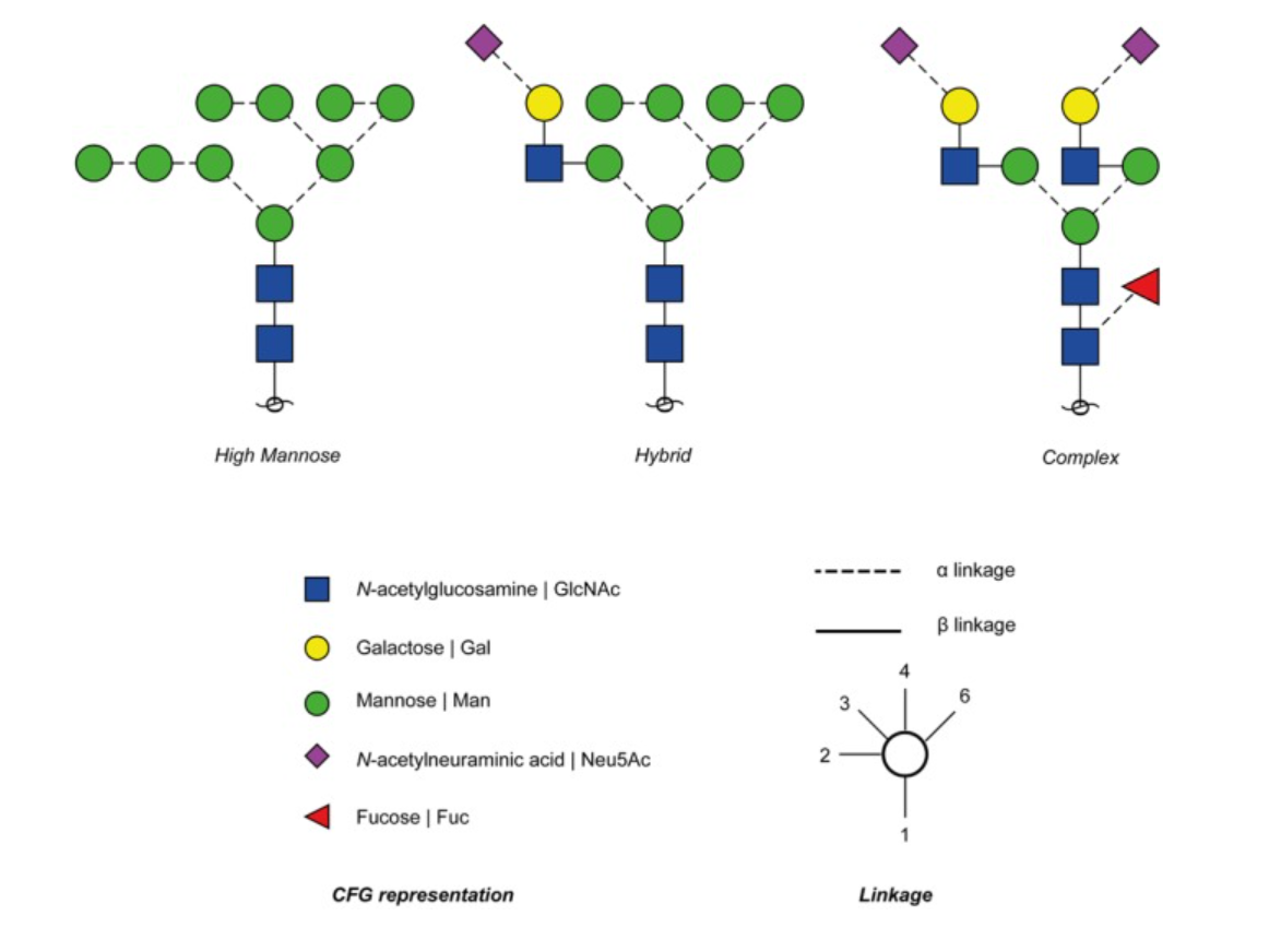 1817759765456605184-TypesofN-glycans.png