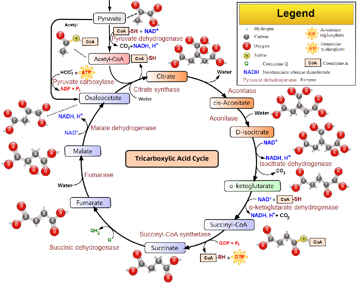 1818109010403512320-TheOverviewofTricarboxylicAcidCycle.png