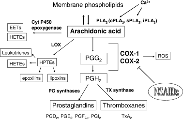 1818513173666975744-ThePathwayofArachidonicAcidMetabolism.png