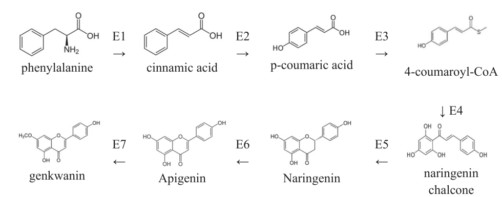 1818576461759107072-Schematicrepresentationofthegenkwaninbiosynthesispathway.PNG