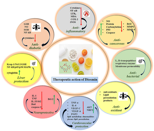 1818826720129175552-TherapeuticActionofDiosmin.jpg