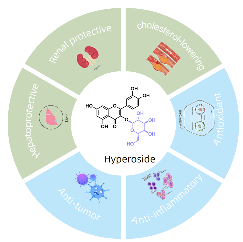 1818921614877249536-ThePharmacologicalActivityofHyperoside.PNG