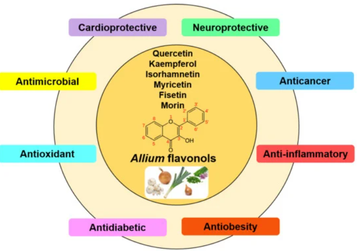 1818925432201400320-ThePharmacologicalActivityofFlavonol.PNG