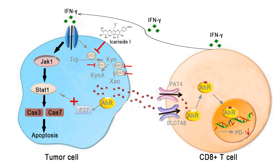 1818929105858056192-TheApplicationofIcarisideIinCancerTherapy.PNG