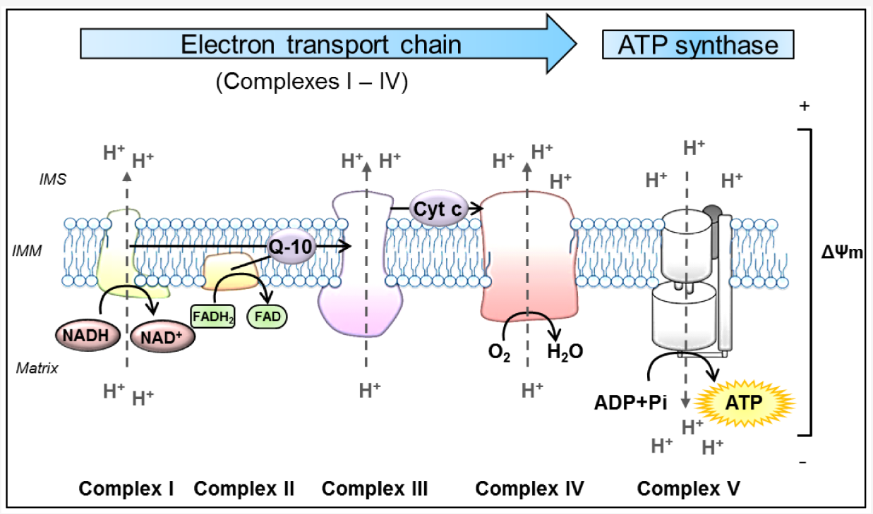 1819272647025479680-SchematicRepresentationofOxidativePhosphorylationinMitochondria.png