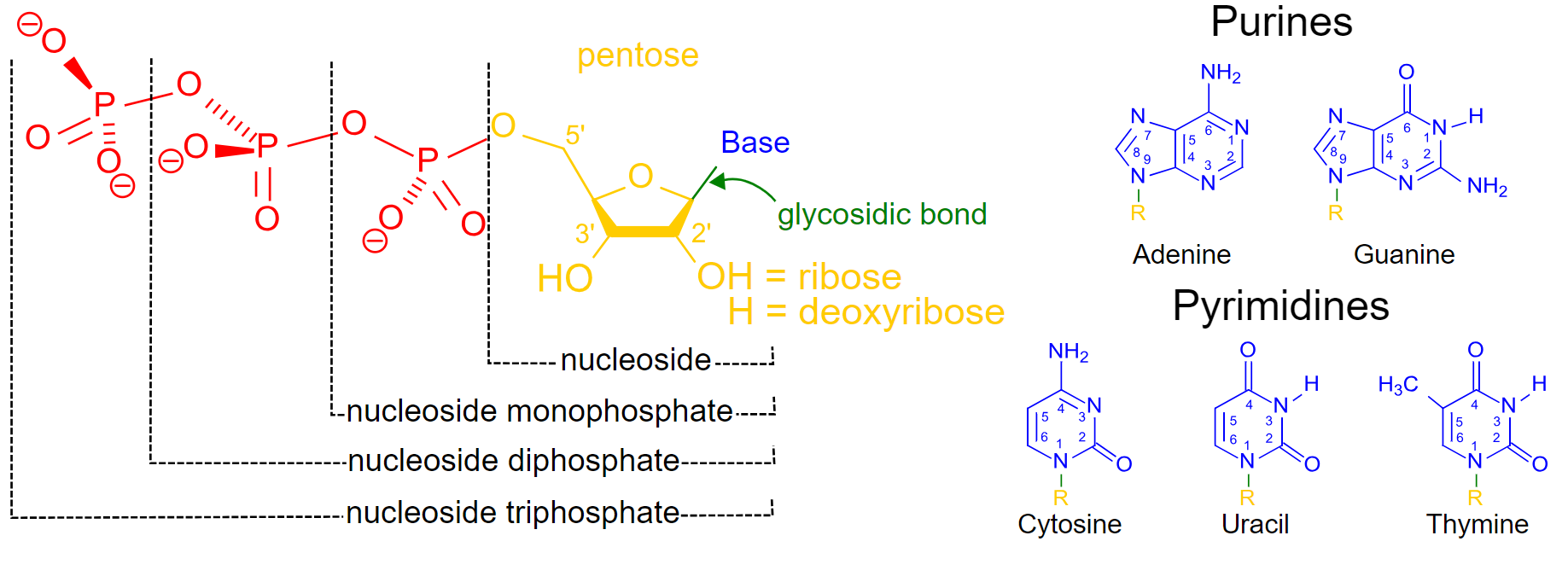 1819305783008546816-TheStructureofNucleotide.png