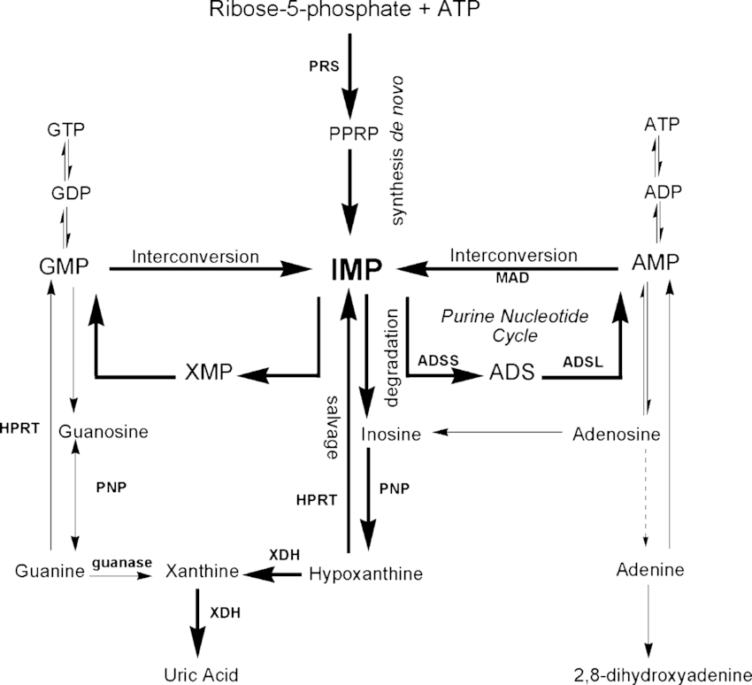 1820281966156173312-ThePathwayofPurineMetabolism.png