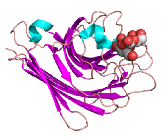 1820375998999941120-PeanutAgglutininComplexedwithaDi-galactose.png