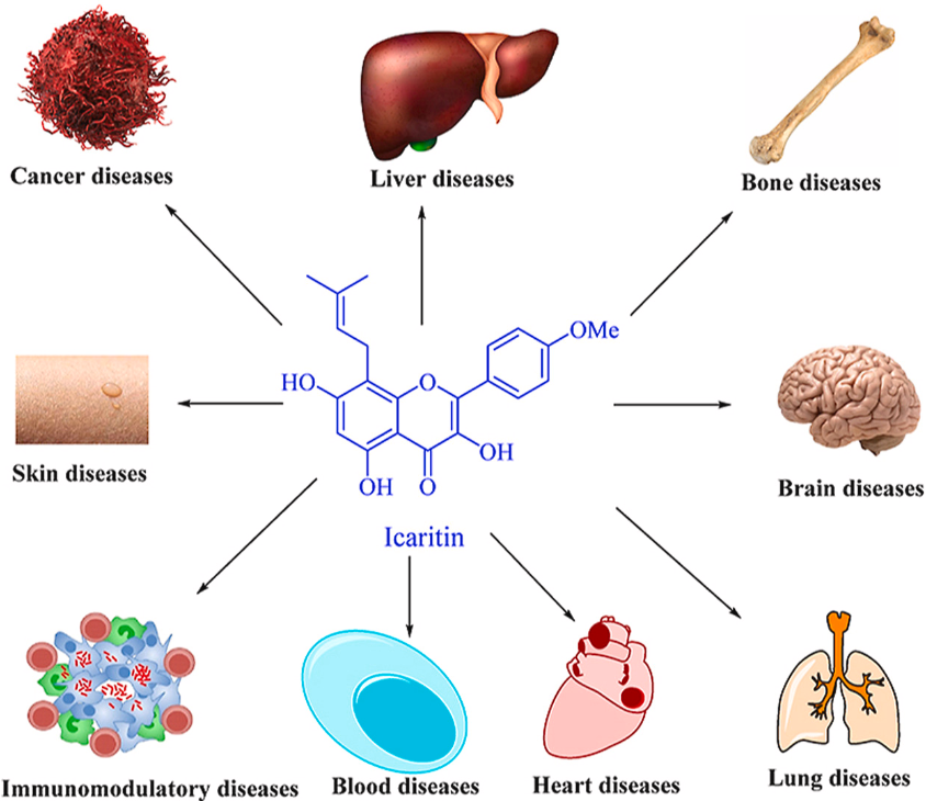 1820998311176949760-PharmacologicalValuesofIcaritin.PNG