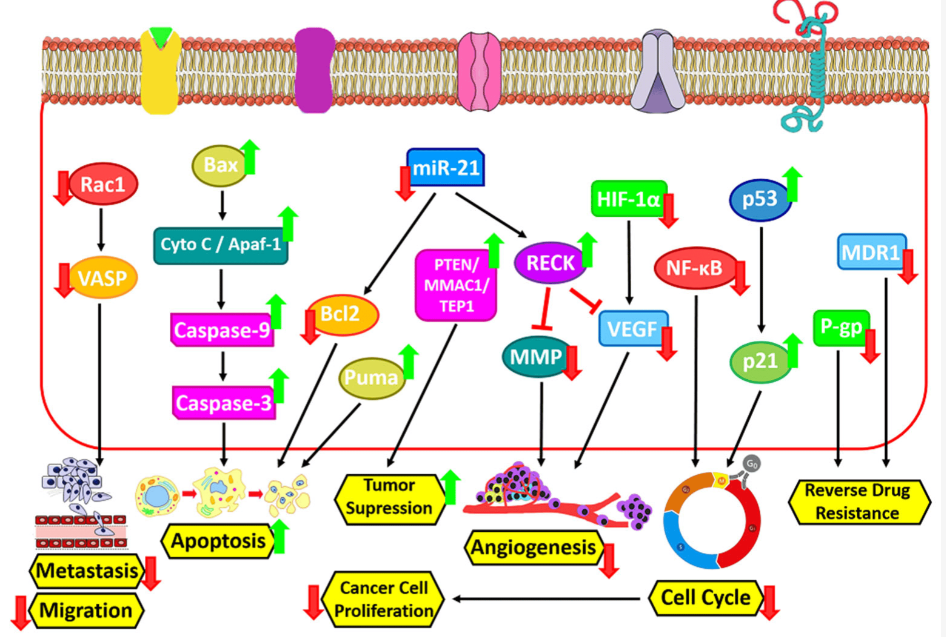 1821008199219269632-CancertherapybyIcariin.PNG