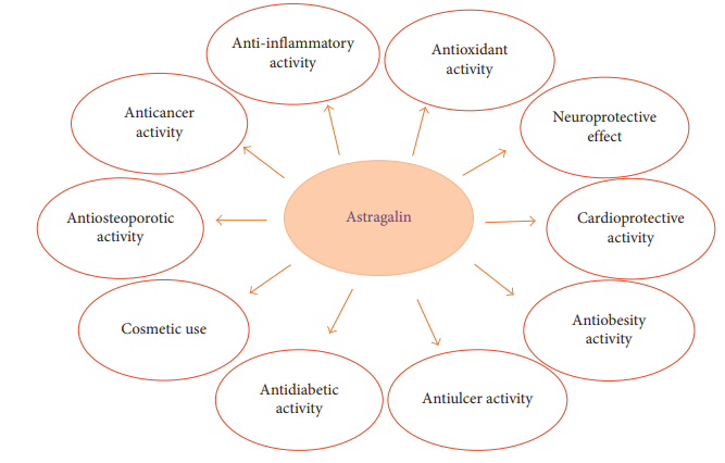 1821011183382679552-BiologicalActivitiesofAstragalin.PNG