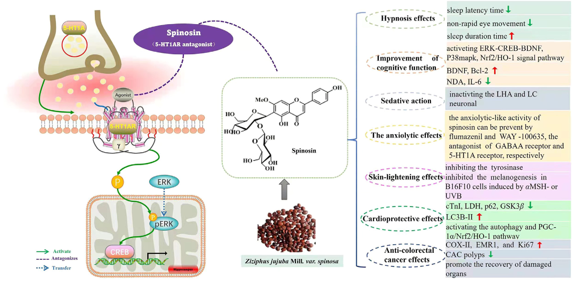 1821089314906951680-PharmacologicalActivitiesofSpinosin.PNG