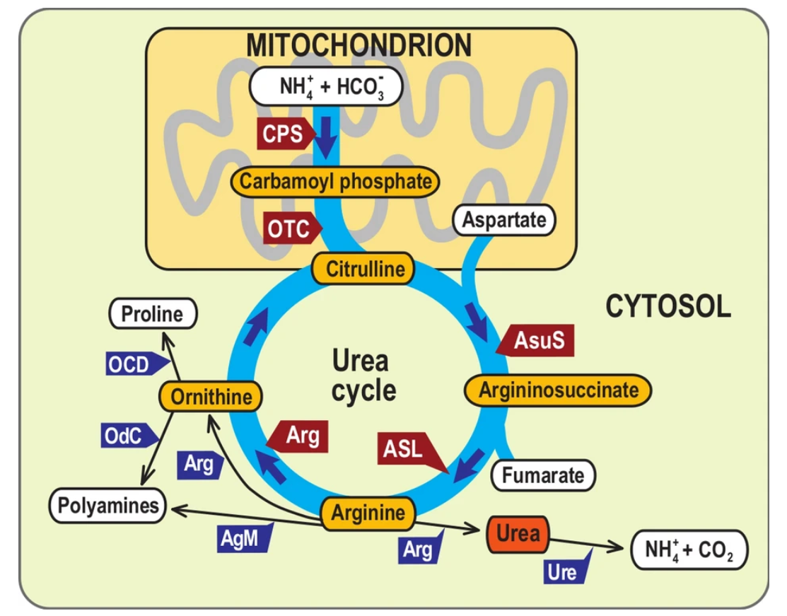 1821423049095368704-SchematicsofCanonicalUreaPathway.png
