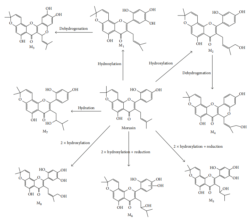 1821447462855495680-TheMajorMetabolicPathwayofMorusin.PNG