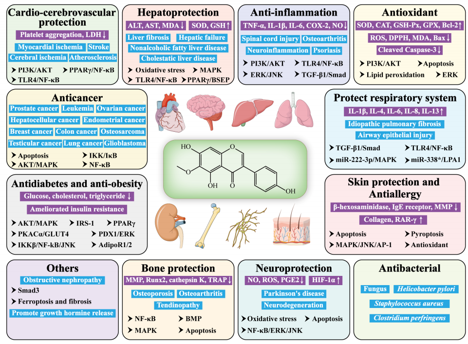 1821450860837326848-PharmacologicalActivityandRelativeMechanismofTectorigenin.PNG