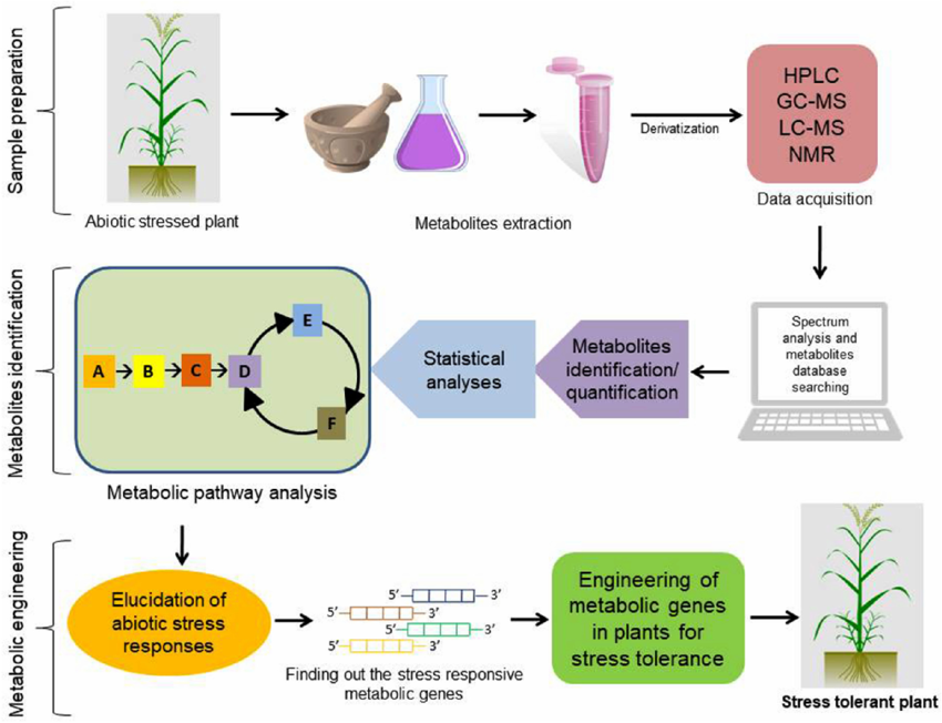 1821815063565684736-TheWorkflowofAbioticStressMetabolomicsAnalysis.png