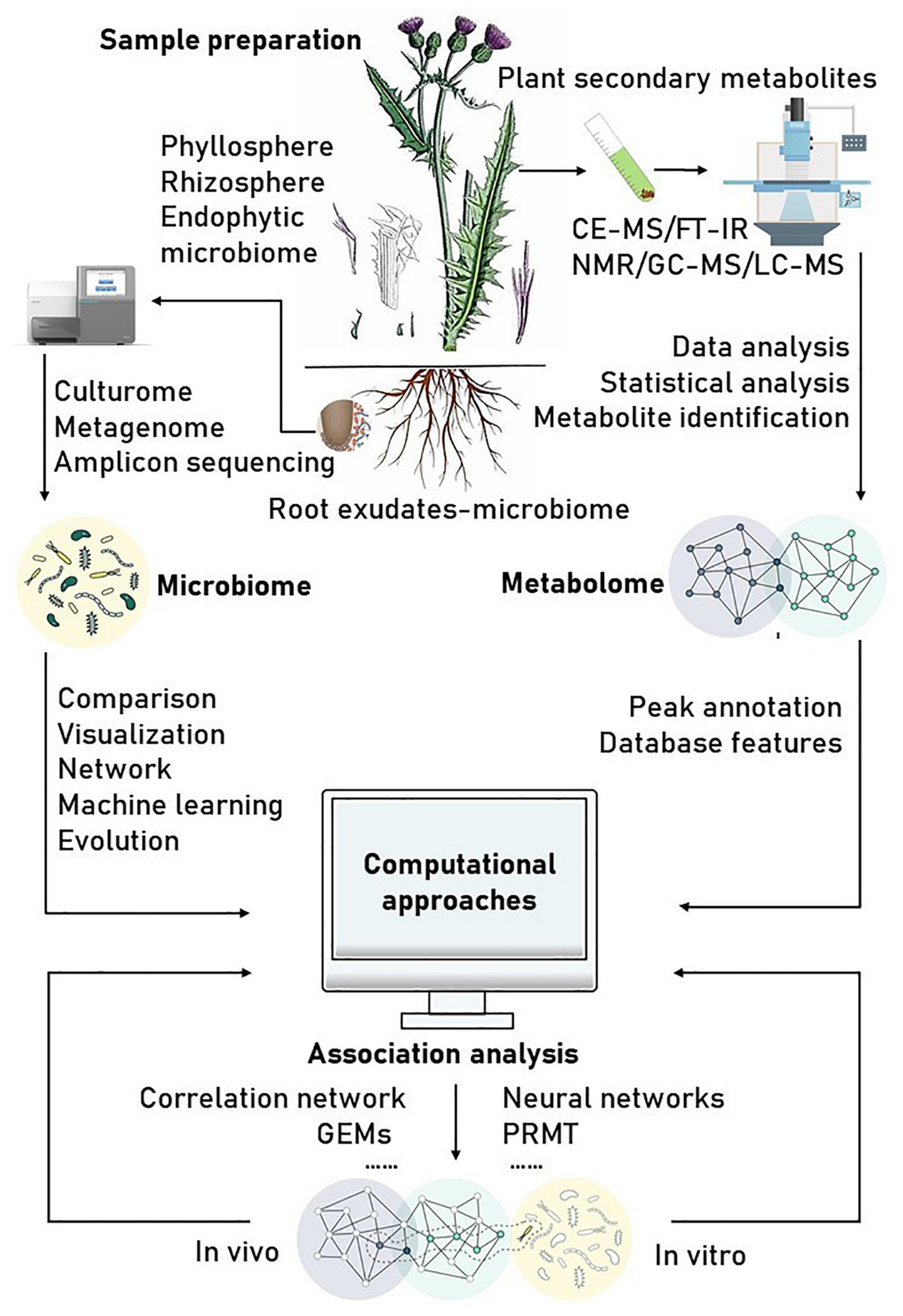 1821816564031803392-TheWorkflowofPlantNutrientMetabolomicsAnalysis.jpg