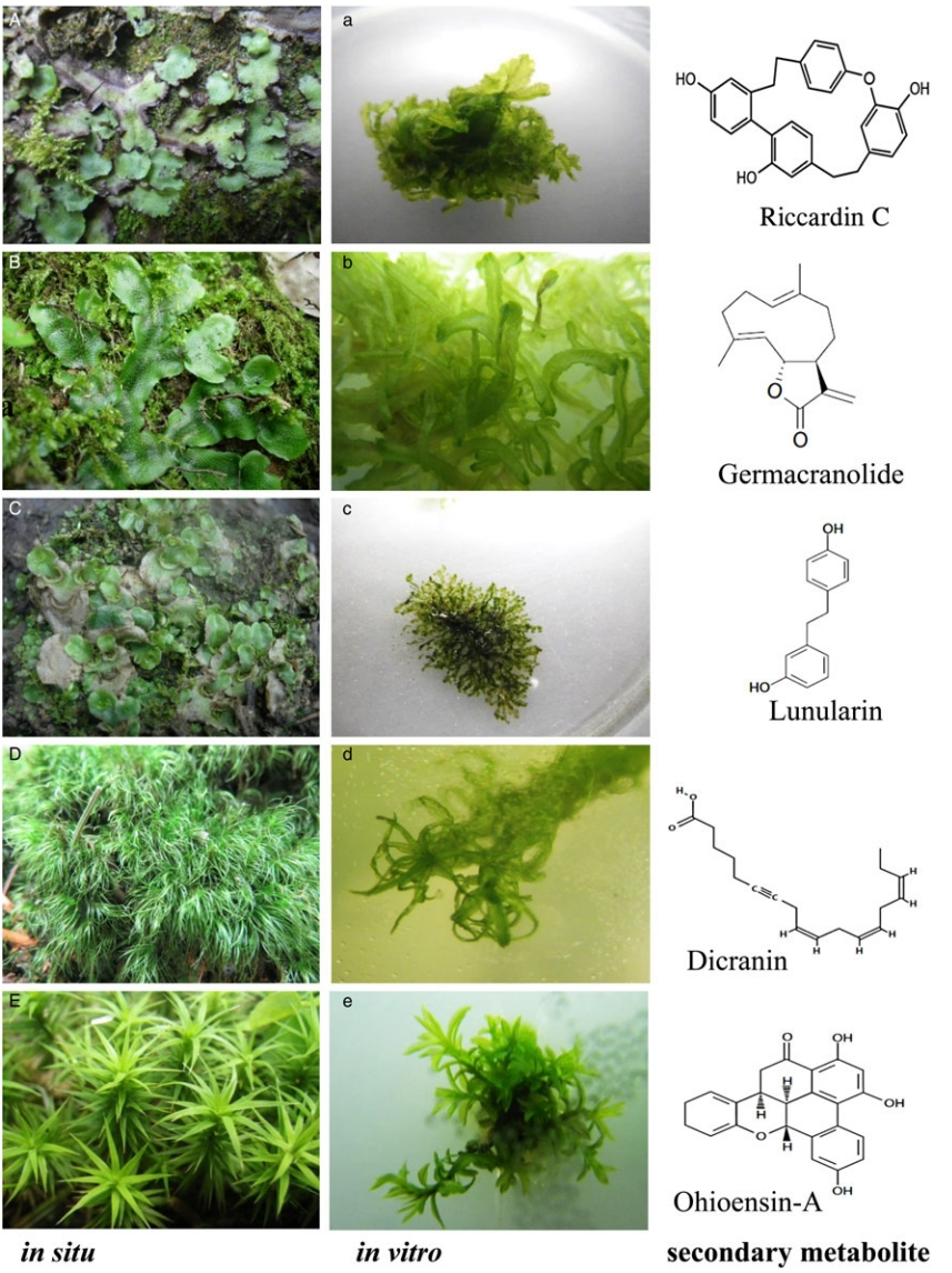 1821817330125623296-SomeBryophytesandTheirMetabolites.png