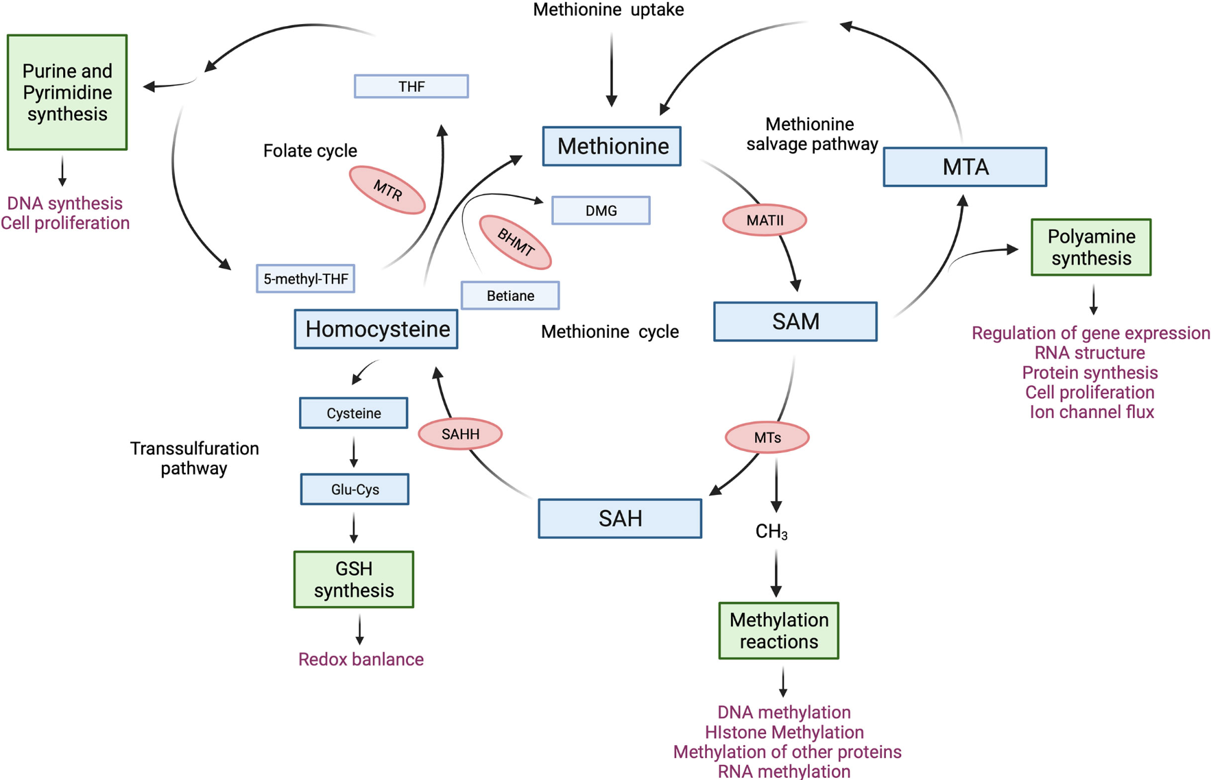 1821727737191714816-TheMethionineCycleinTCells.png