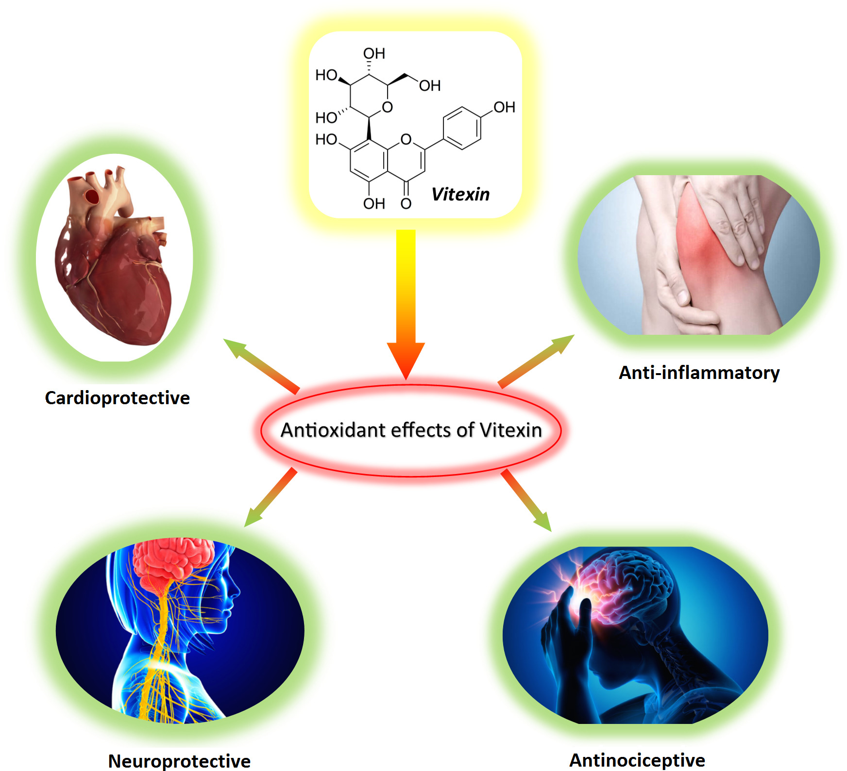 1823264592852799488-PharmacologicalEffectsofVitexin.jpg