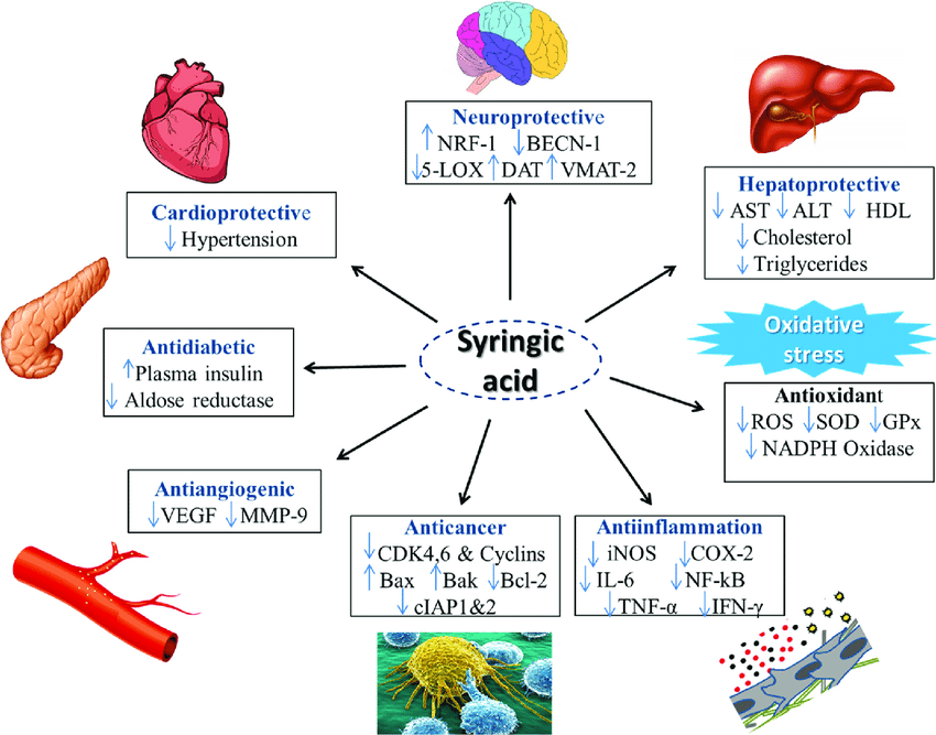 1823266891251699712-BiomedicalApplicationsofSyringicAcid.png