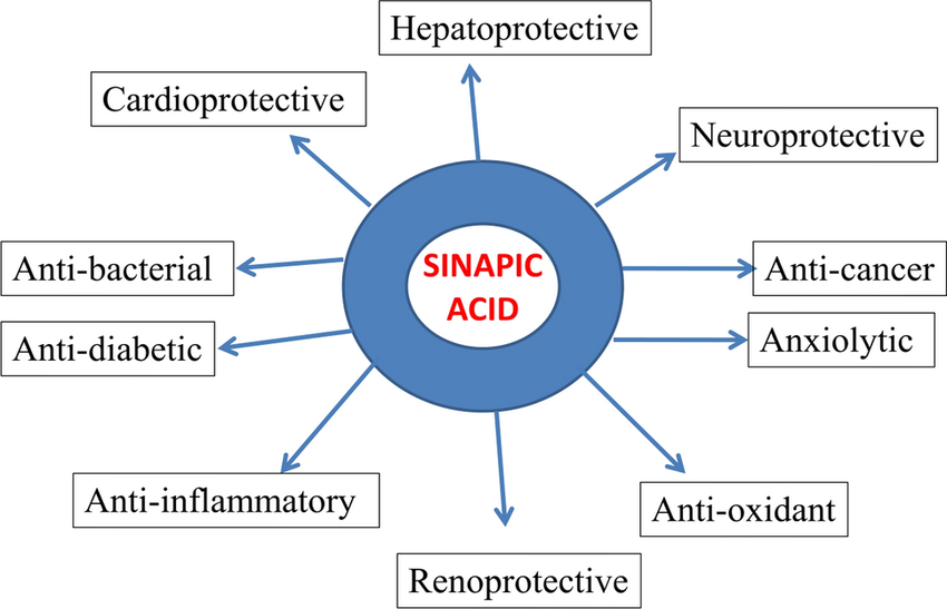 1823267632246804480-PharmacologicalEffectsofSinapicAcid.png