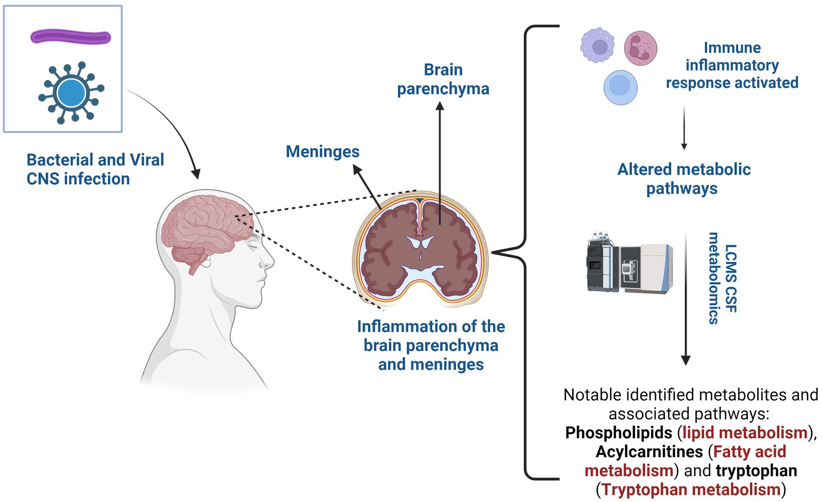 1823921748841189376-NeurologicalDiseasesMetabolomicsService1.jpg