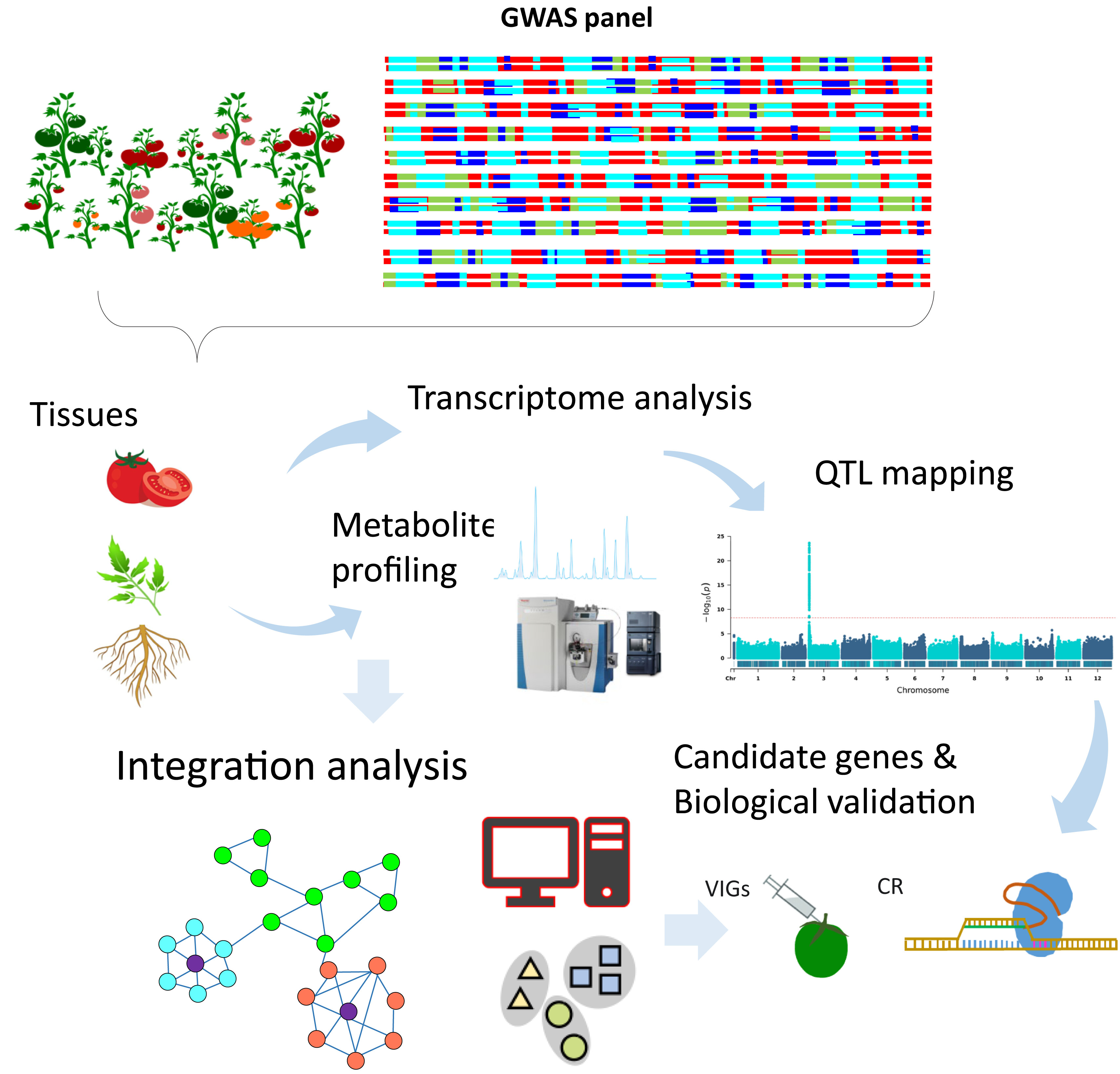 1825356263170101248-MetabolomeGenome-WideAssociationStudyService1.jpg