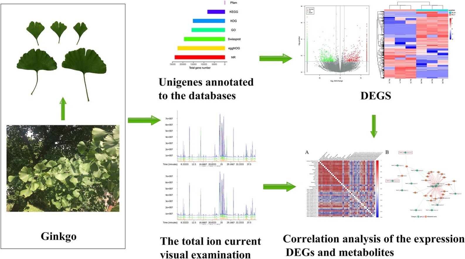 1825371503274348544-IntegrativeMetabolomeandTranscriptomeAnalysis1.jpg