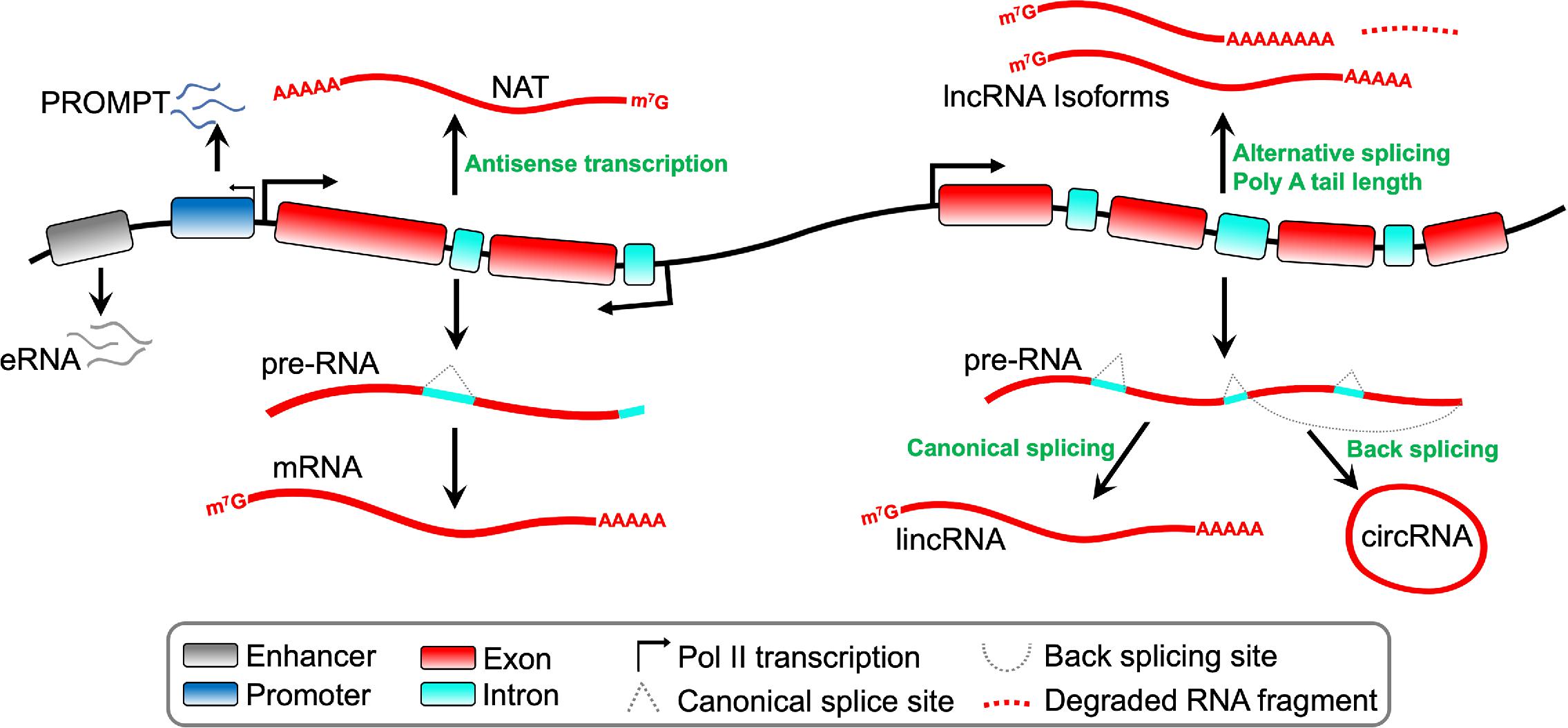 1825439240403144704-IntegrativeMetabolomeandLncRNAAnalysis1.jpg