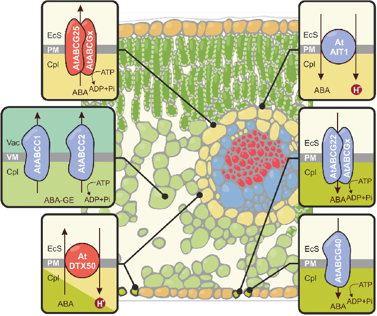 1825408263811354624-SchematicRepresentationofAbscisicAcidABAandABA-glucosylEsterABA-GETranslocationAcrossthePlasmaMembranePMandtheTonoplastVMinLeafTissue.png