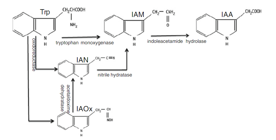 1825743161726193664-The3-IndoleAcetamidePathway.png