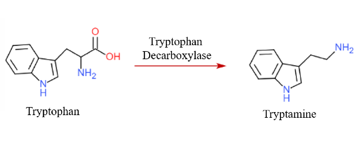 1825798205301444608-ConversionofTryptophantoTryptamine.png