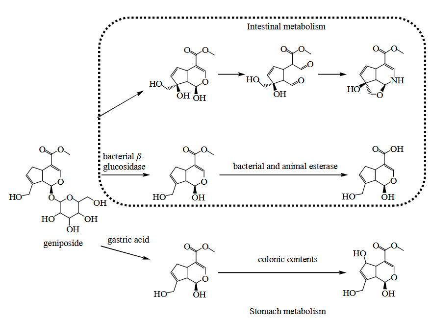 1826443135388602368-TheMetabolicProcessofGeniposide.PNG