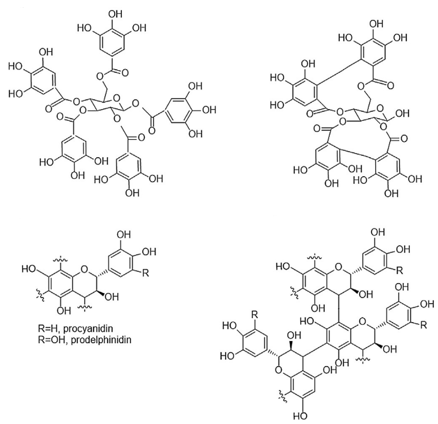 1826512753398501376-StructureofTannins.PNG