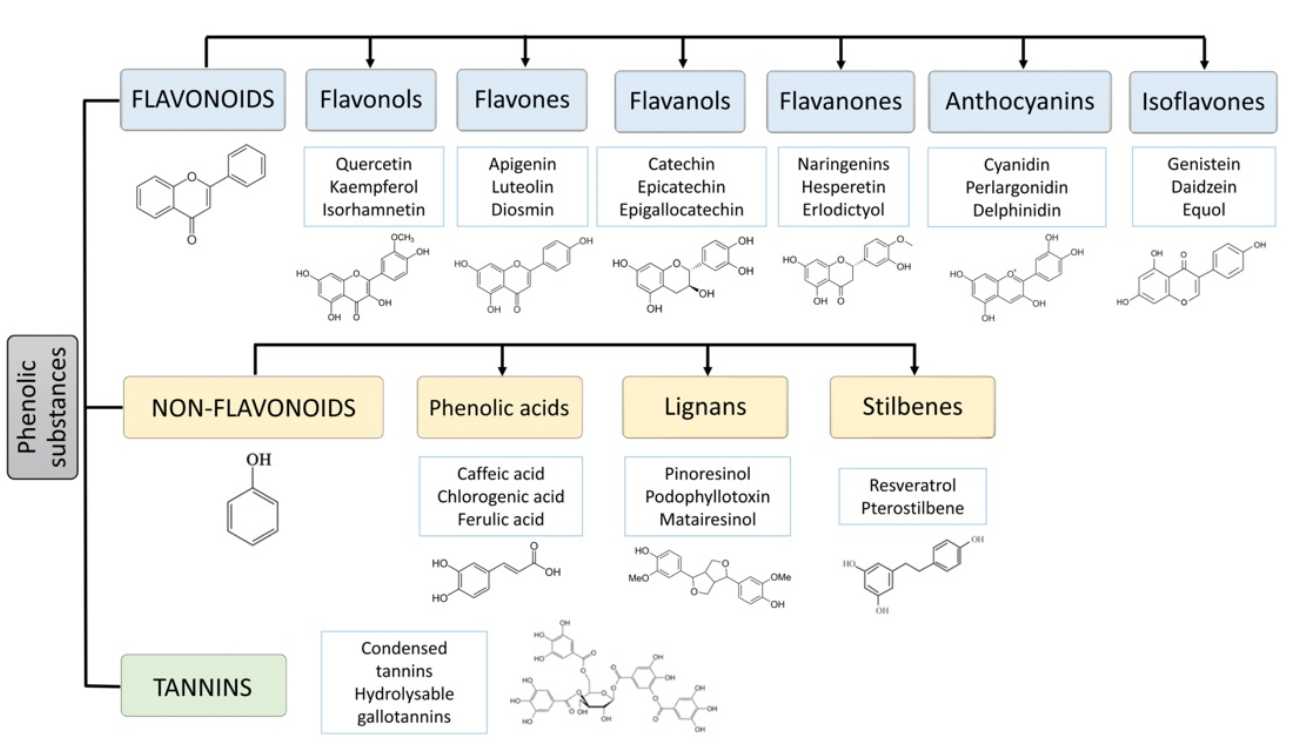 1826542522555027456-MainClassesofPolyphenols.PNG