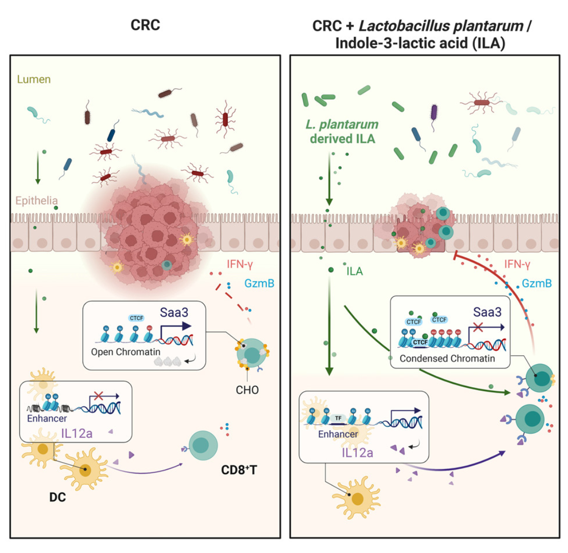 1827909013758136320-SchematicRepresentationofHowTheProbioticStrainLactobacillusPlantarumL168andItsMetabolite,Indole-3-lacticAcid,AmeliorateIntestinalInflammation,TumorGrowth,andGutDysbiosis.png