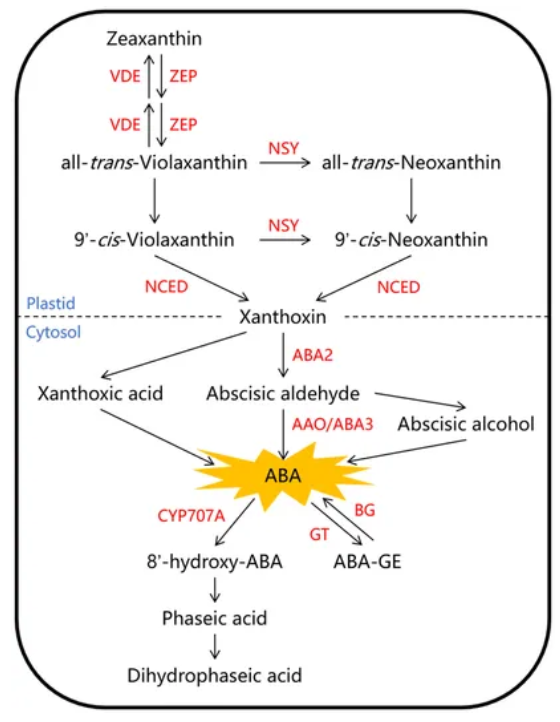 1828315280691548160-TheBiosynthesisandMetabolismPathwaysofAbscisicAcidABAinHigherPlant.png