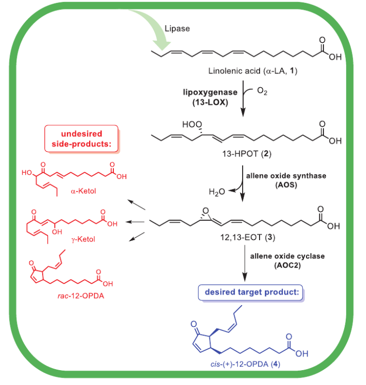 1828323561719844864-Biosyntheticpathwaytowardcis--12-OPDA4andundesiredsideproducts.png