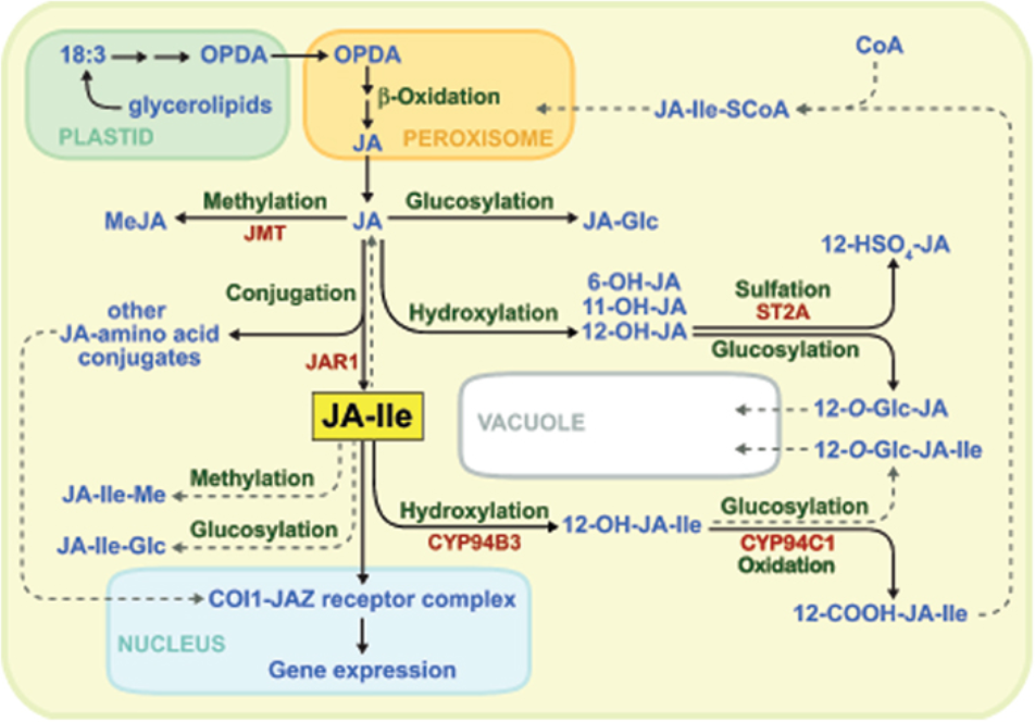 1828333059205353472-MajorPathwaysforTheBiosynthesisandCatabolismofJA-Ile.png