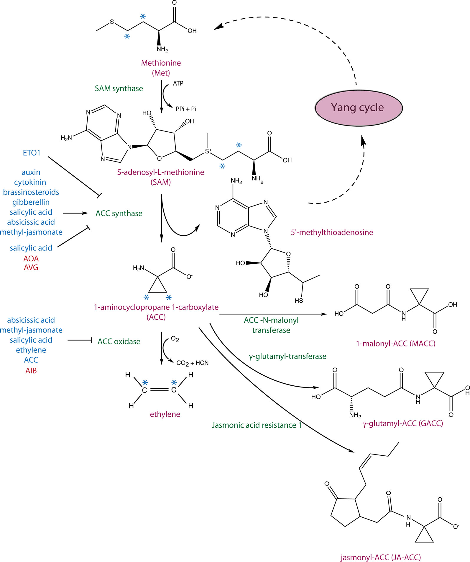 1829000389954490368-EthyleneBiosyntheticPathwayand1-AminocyclopropanecarboxylicAcidACCConjugation.jpg