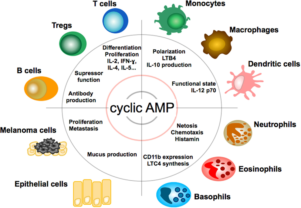 1830474042332270592-EffectofcAMPonImmune,Tumor,andEpithelialCells.jpg