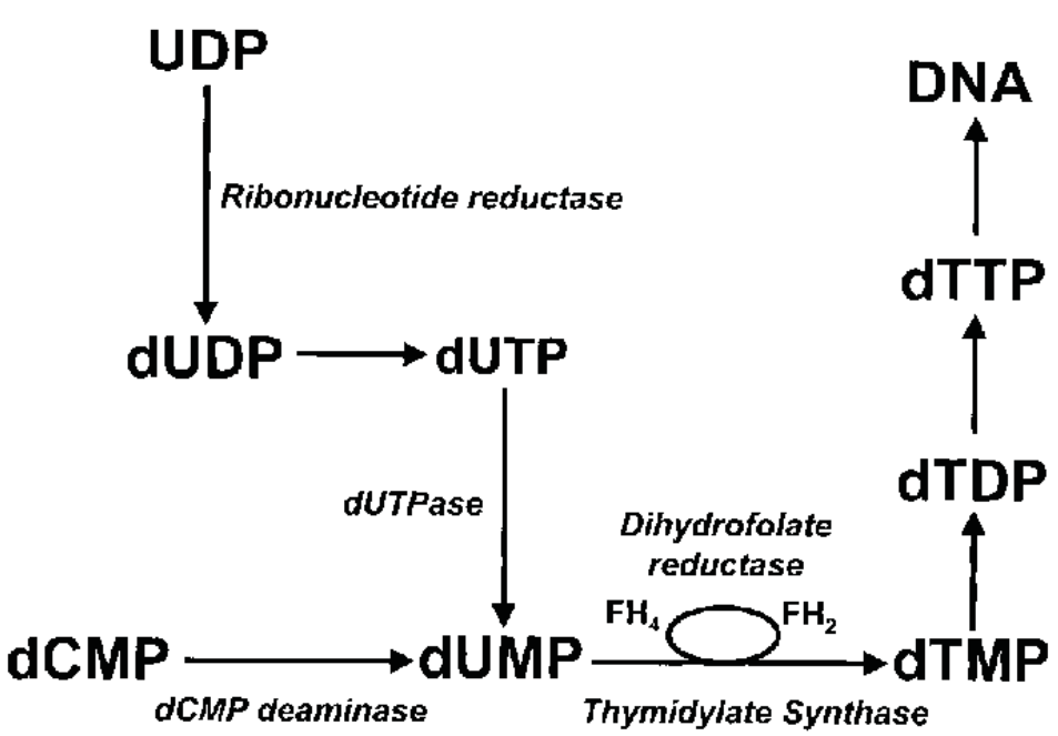 1830842061239734272-PartialSchematicDiagramofDeNovodTMPSynthesis.png