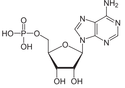 1831141000153255936-TheStructureofAMP.png