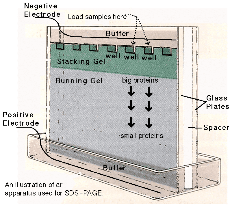 1d-sds-page-ief1.png