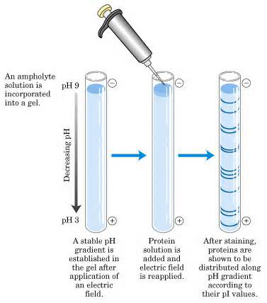 1d-sds-page-ief2.png